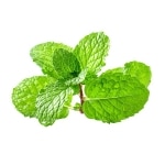 М'ята / Peppermint (TPA) 26 Peppermint