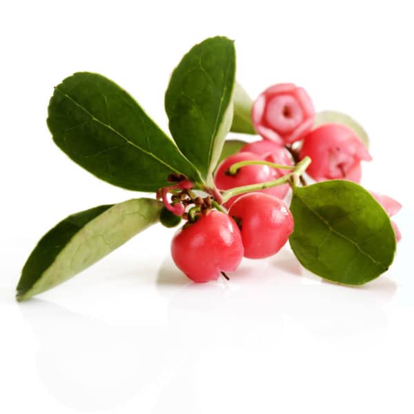 Wintergreen Зимова прохолода